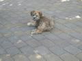Kínai kopasz kutya , wrinklesred@gmail.com , 06702167555