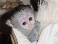 kapucinus majmok eladó , lissa_leclerc@yahoo.com , 
