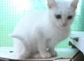Fehér cicák ajándékba elvihetők! , schrott.timea@gmail.com , 06703065619
