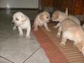 Labrador kölykök eladók , lszabo63@gmail.com , 06305797637