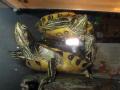 Teknősök eladók , dreams88@citromail.hu , 06705466206