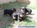 Elad� rottweiler k�lyk�k , kutyakikepzeskferi@gmail.com , 36202289305