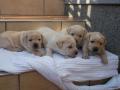 Labrador k�lyk�k elad�k , lszabo63@gmail.com , 06305797637