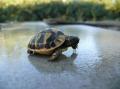 Görög teknős, szegélyes teknős eladó , szegelyesteki@gmail.com , 06/208861479