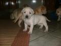 Labrador kölykök eladók , lszabo63@gmail.com , 06305797637