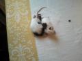 Foltos Táncoló egerek sürgősen elvihetők!! , k.vivien96@citromail.hu , 06205771519