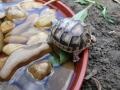 Görög teknős és szegélyes teknős közvetlenül a tenyésztőtől , szegelyesteki@gmail.com , 06-20 886-1479