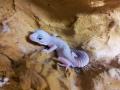 10 leop�rd gekk�+432 literes terr�rium , geckofan@freemail.hu , 