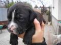 argentin dog kölyök dec.22-től elvihető , tundefarm@gmail.com , 