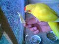 Papagájok eladók! , ottopa@citromail.hu , 06203979212
